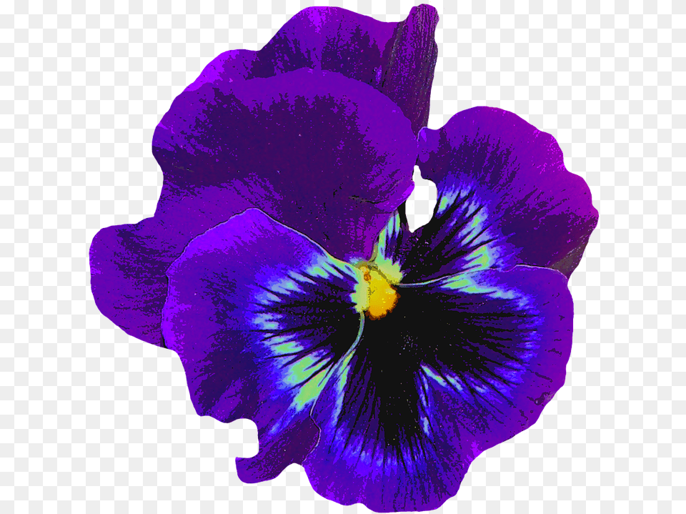 Pansy Blue Spring On Pixabay Spring Blossom Flower, Plant, Purple, Geranium, Rose Png Image