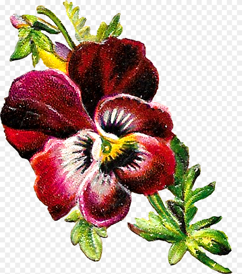 Pansy Botanical Illustration, Flower, Petal, Plant, Anemone Png Image