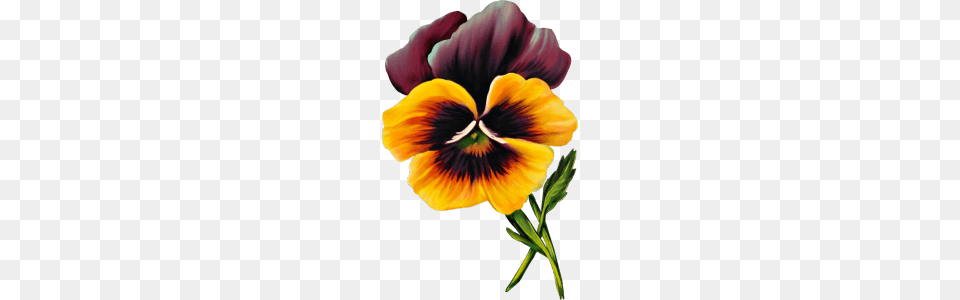 Pansy Clipart Clip Art, Flower, Plant, Adult, Female Png