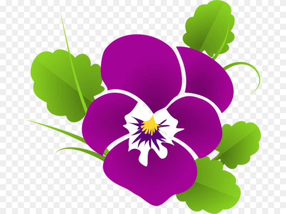 Pansy Clipart Purple Pansy Beautiful Rose Good Morning, Flower, Plant Free Png