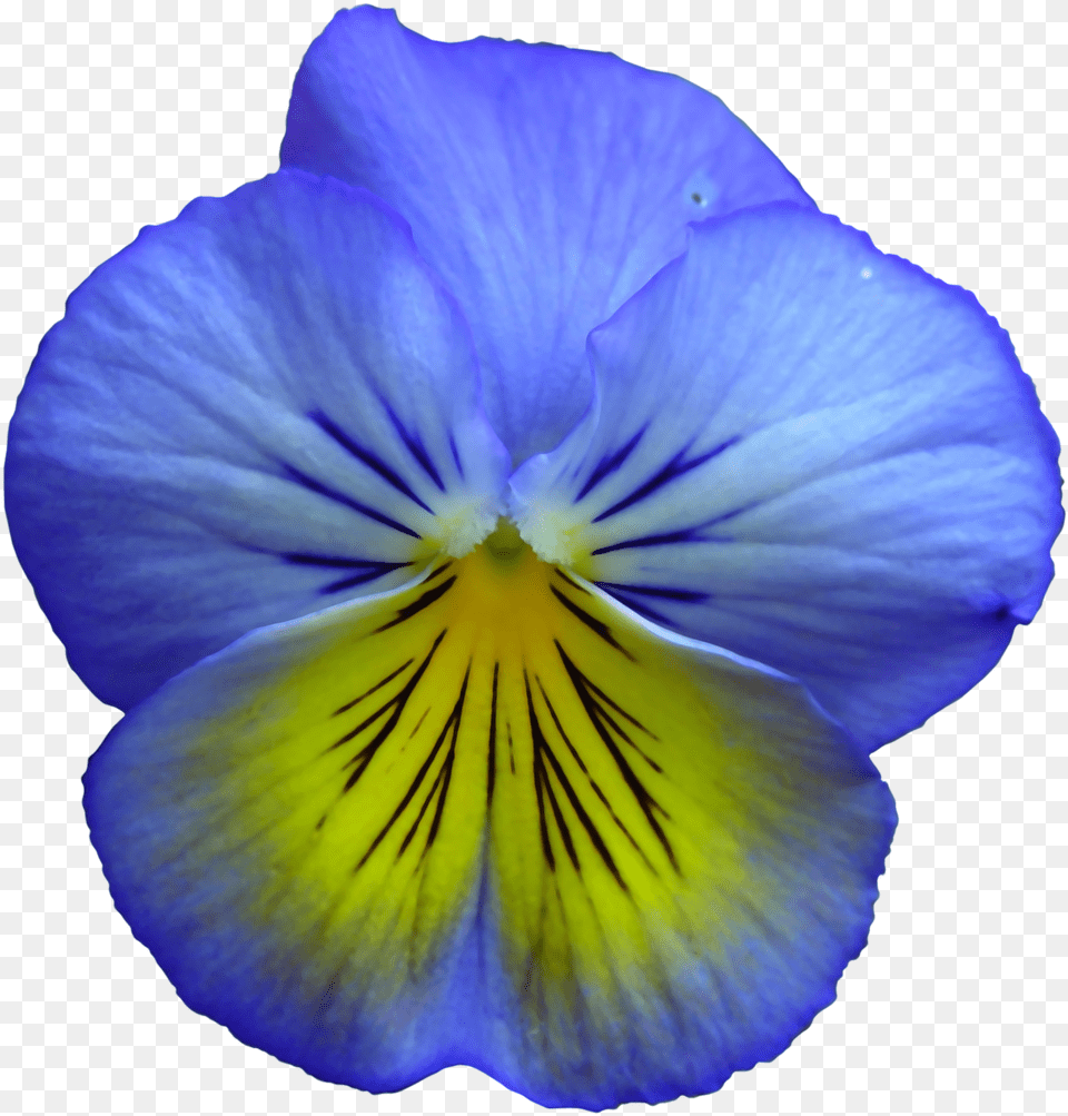 Pansy Clipart Transparent Realistic Flower Clip Art, Plant, Petal, Geranium Png Image
