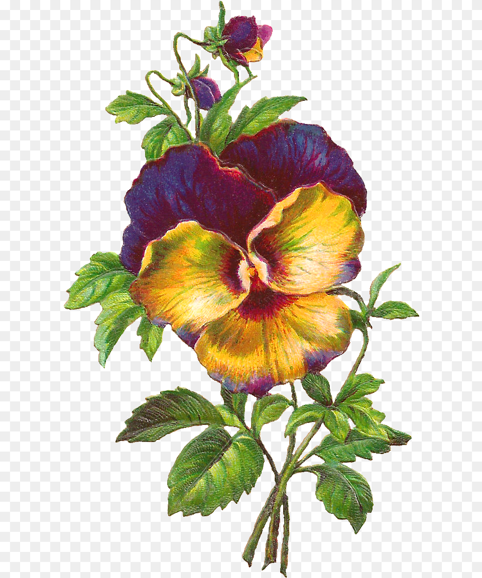 Pansy Download Creativ Company Vintage Die Cuts Sheet 165x235 Cm, Flower, Plant, Hibiscus Free Transparent Png