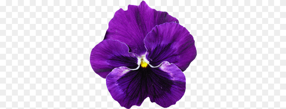 Pansy Flower Transparent Purple Pansy Flower, Plant Free Png