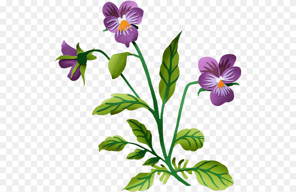 Pansy Pansy Transparent Background Clipart Full Size Pansy Flower Clip Art, Plant, Acanthaceae, Geranium, Purple Png Image