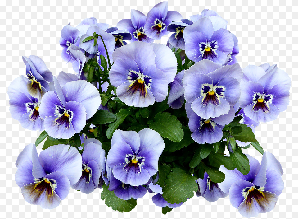 Pansy Spring Blossom Bloom Flower Blue Flower Pansy, Geranium, Plant Free Transparent Png