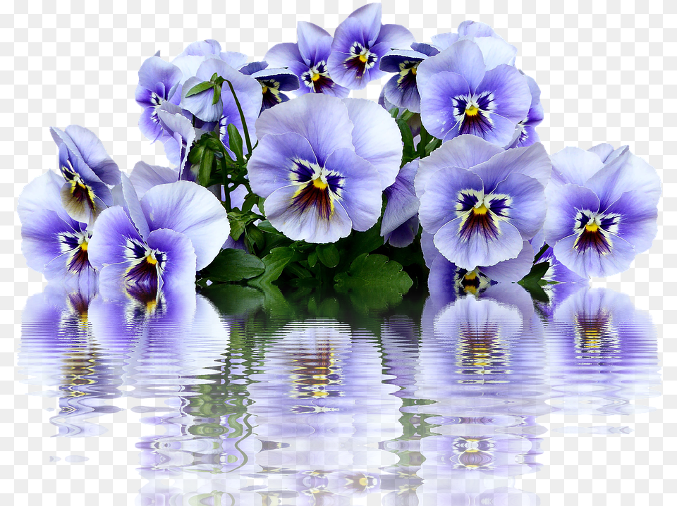 Pansy Spring Blossom Pansie, Flower, Geranium, Plant, Purple Free Png Download