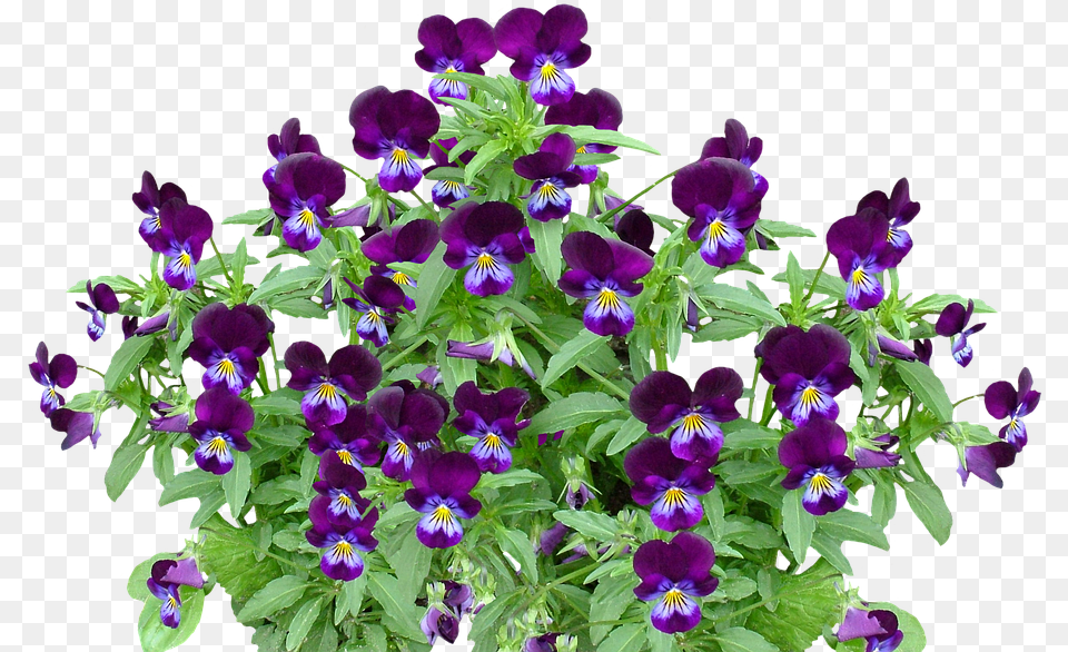 Pansy Spring Flower Photo On Pixabay Planta Com Flor Violeta, Plant, Purple, Geranium, Iris Free Transparent Png