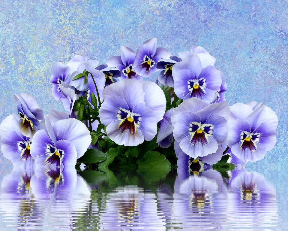 Pansy Spring Nature You Say Pansy Like It39s A Bad Thing Pansies Garden, Flower, Geranium, Plant Free Png