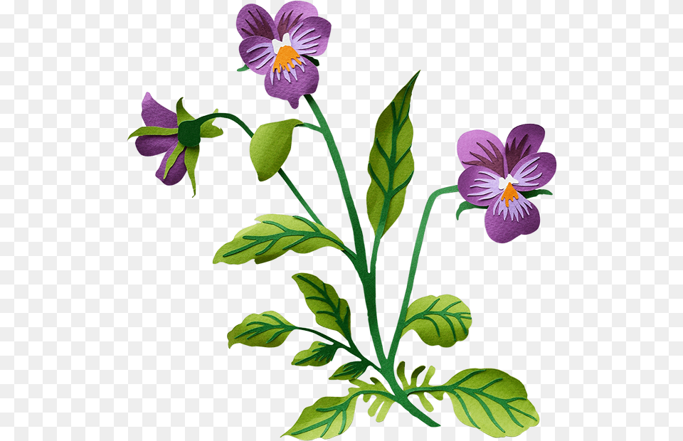 Pansy Transparent Background Clipart Download Transparent Background Clip Art, Flower, Plant, Purple Free Png
