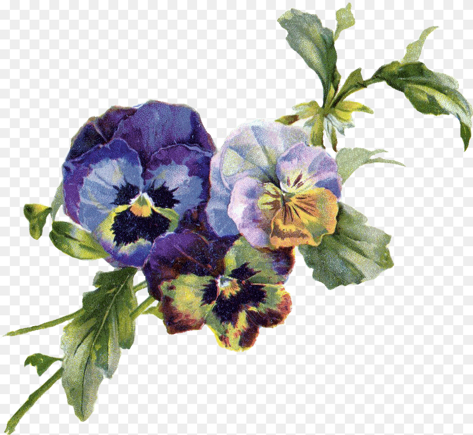 Pansy Vintage Flowers, Flower, Plant, Geranium, Rose Png Image
