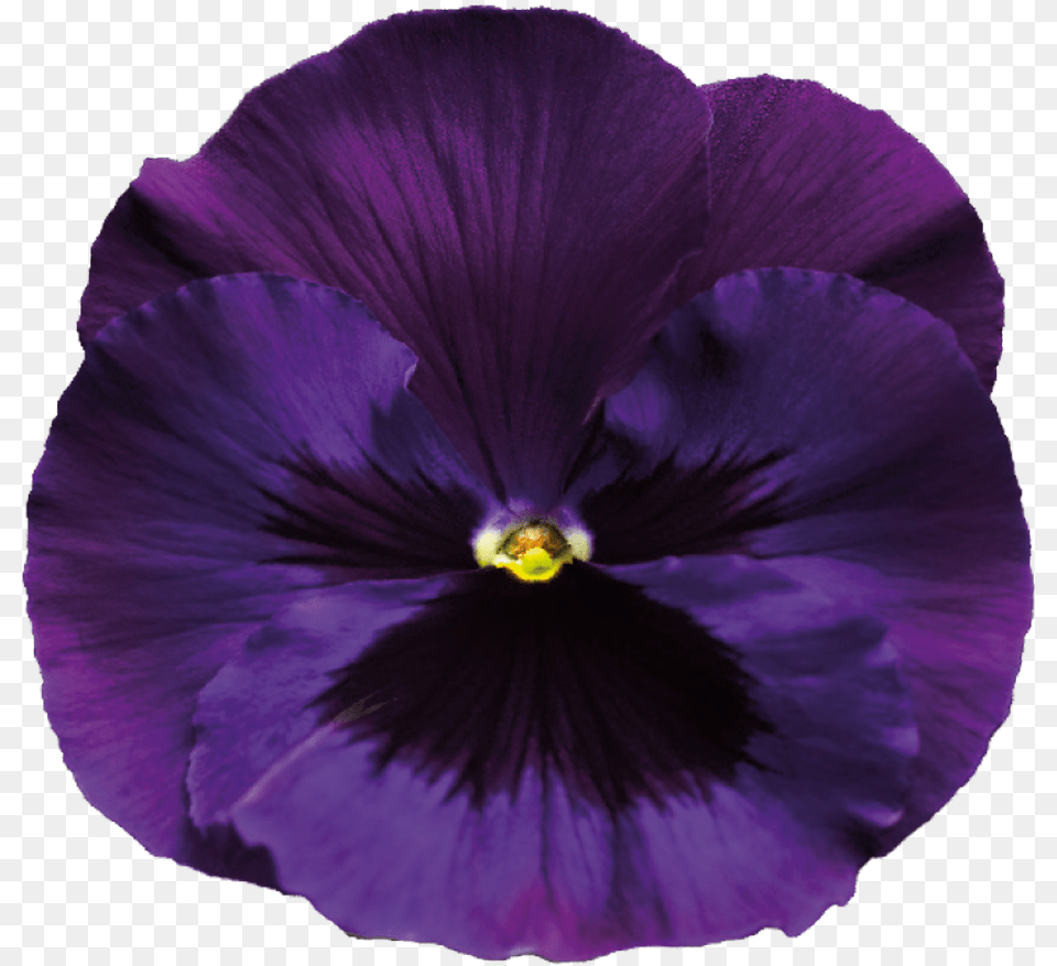 Pansy Violet Flower Transparent Background, Plant, Geranium, Purple Png
