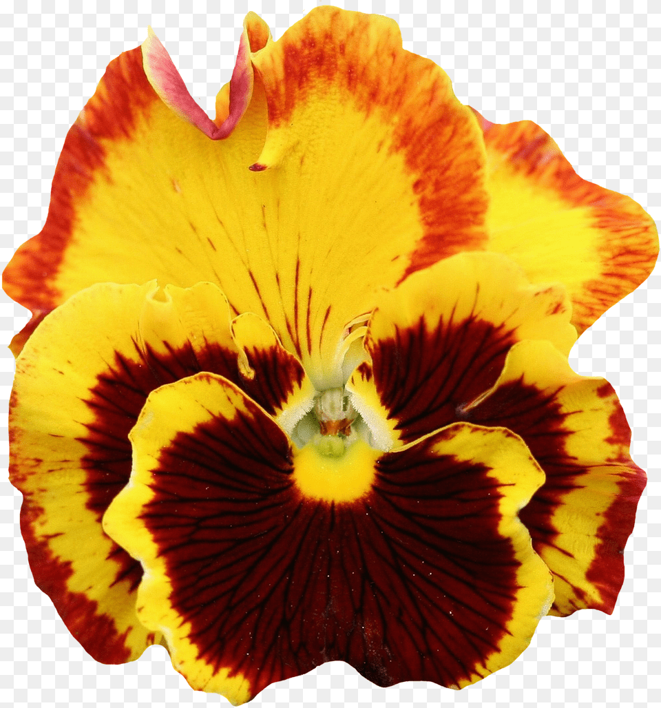 Pansy Yellow Blossom Bloom Image Yellow Pansy Flower, Petal, Plant, Rose Free Png Download