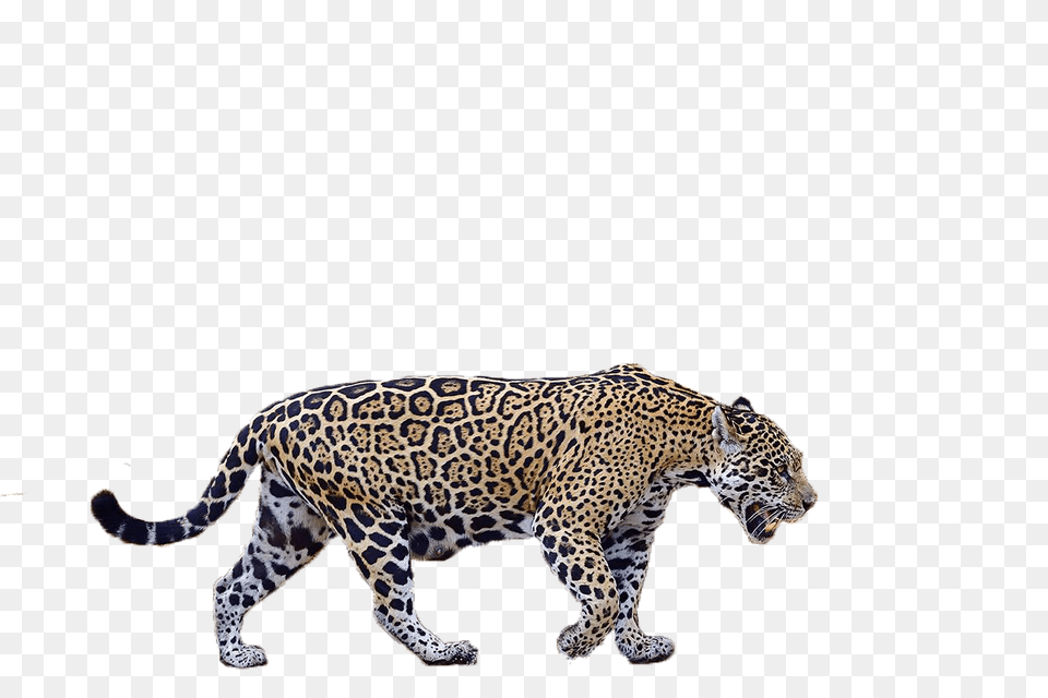 Pantanal Jaguar Camp, Animal, Mammal, Panther, Wildlife Png