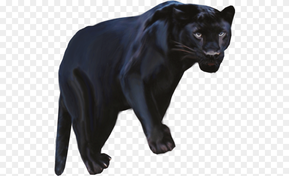 Pantera Animal Clipart Black Black Panthers Animal Clipart, Mammal, Panther, Wildlife, Lion Free Png Download