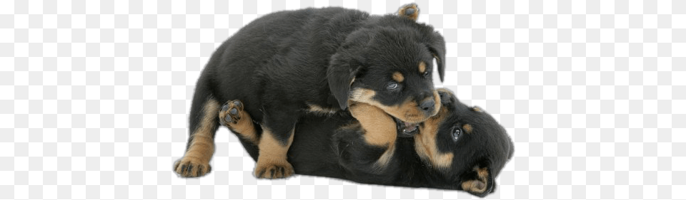 Pantheon Rottweiler Puppies God Like Rottweiler Bite, Animal, Canine, Dog, Mammal Png Image