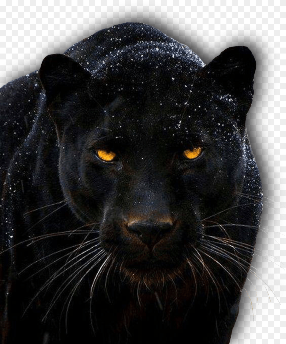 Panther 1920 Black Jaguar Animal Hd, Mammal, Wildlife, Cat, Pet Free Png Download