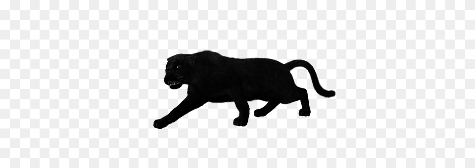 Panther Animal, Mammal, Wildlife, Cat Free Png