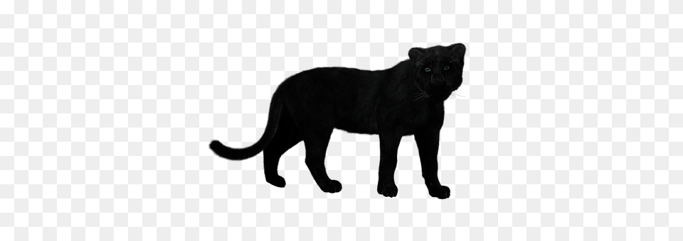 Panther Animal, Mammal, Wildlife, Cat Png Image