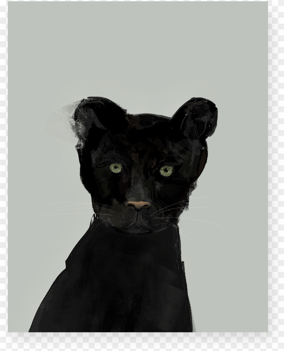 Panther, Animal, Mammal, Wildlife, Adult Png