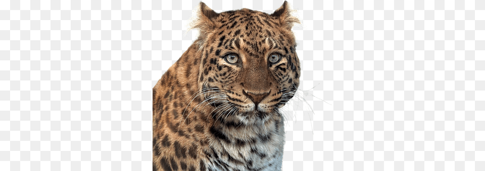 Panther Animal, Mammal, Wildlife Free Png Download