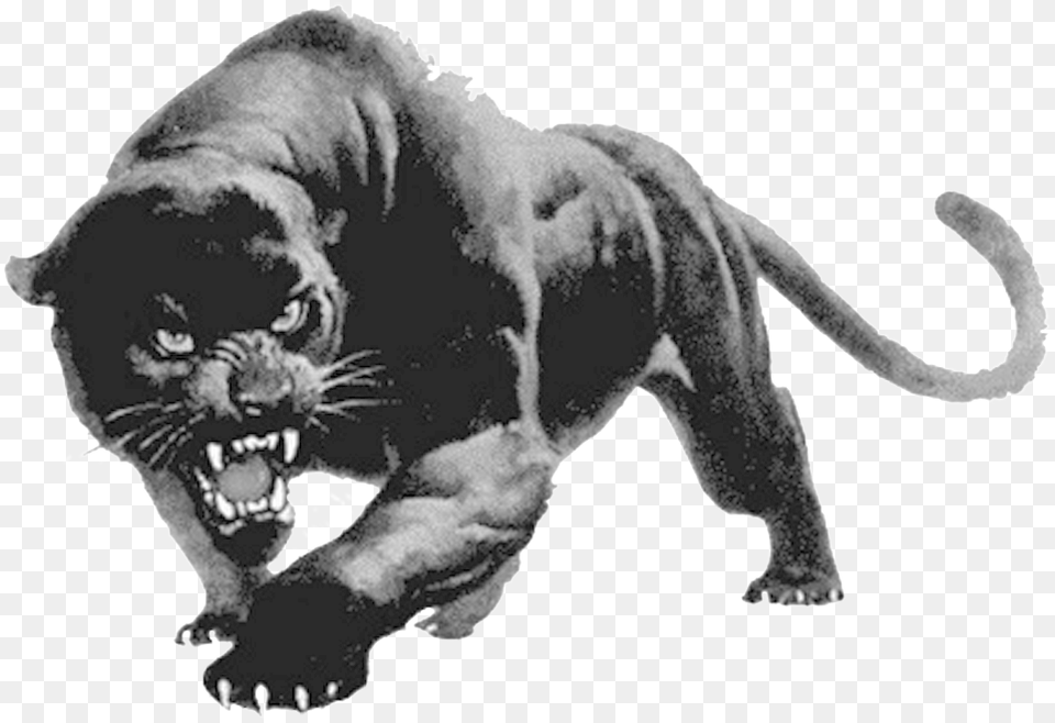 Panther, Animal, Mammal, Wildlife, Dinosaur Free Png Download