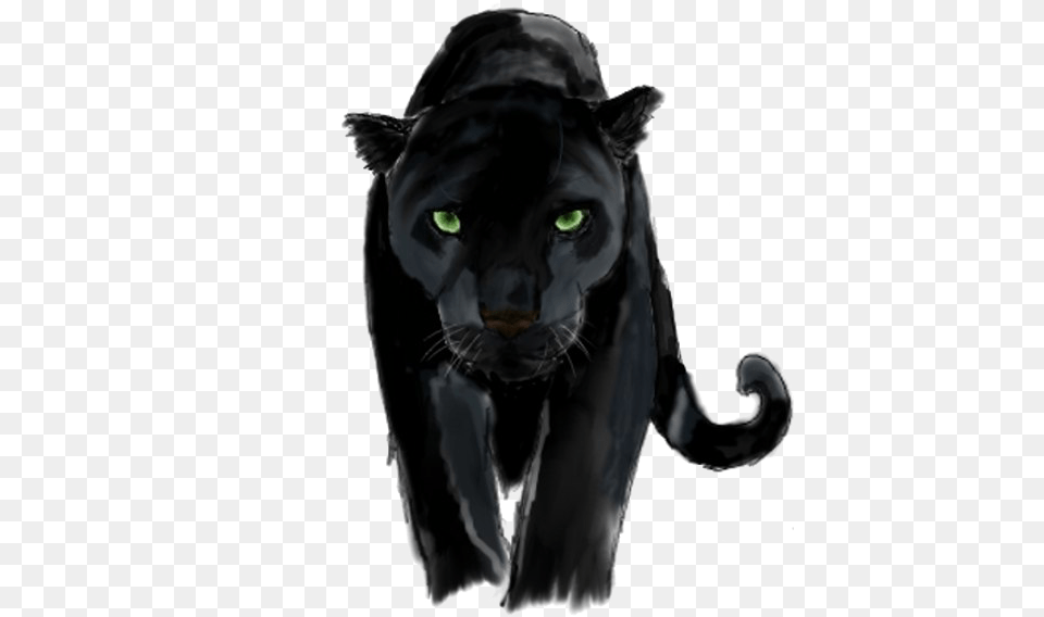 Panther Background Image Panther, Animal, Mammal, Wildlife, Person Png