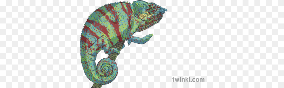 Panther Chameleon Animal Reptile Madagascar Col Blooded Mps Common Chameleon, Lizard, Iguana, Green Lizard, Snake Png Image