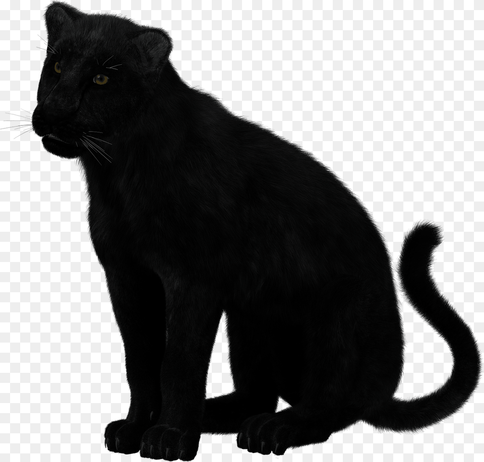 Panther Clipart, Animal, Mammal, Wildlife, Cat Free Transparent Png