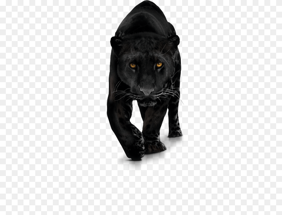 Panther Clipart Transparent Background Animal Black Panther, Mammal, Wildlife, Tiger Free Png Download