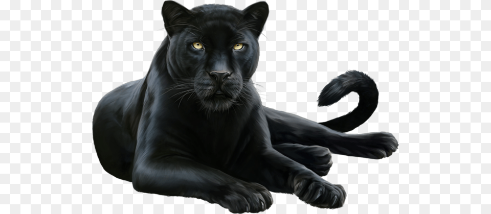 Panther Hd Panther, Animal, Mammal, Wildlife, Cat Free Png