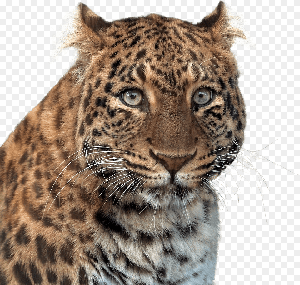 Panther Head, Animal, Mammal, Wildlife Png