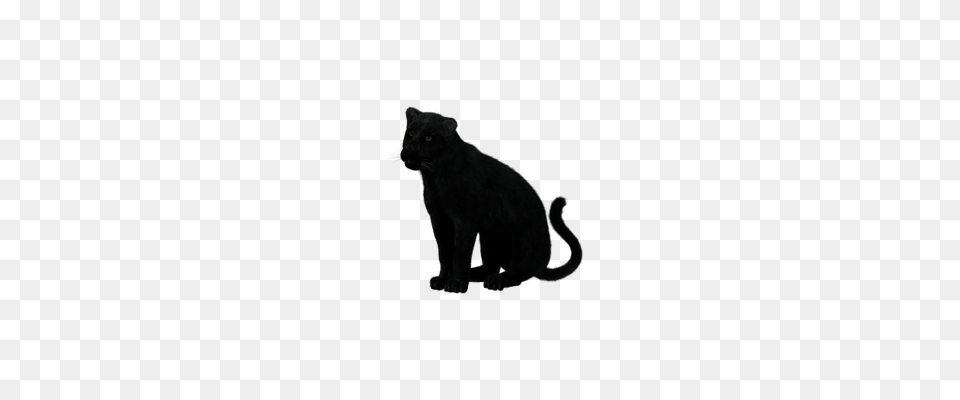 Panther Head Transparent, Animal, Cat, Mammal, Pet Png Image