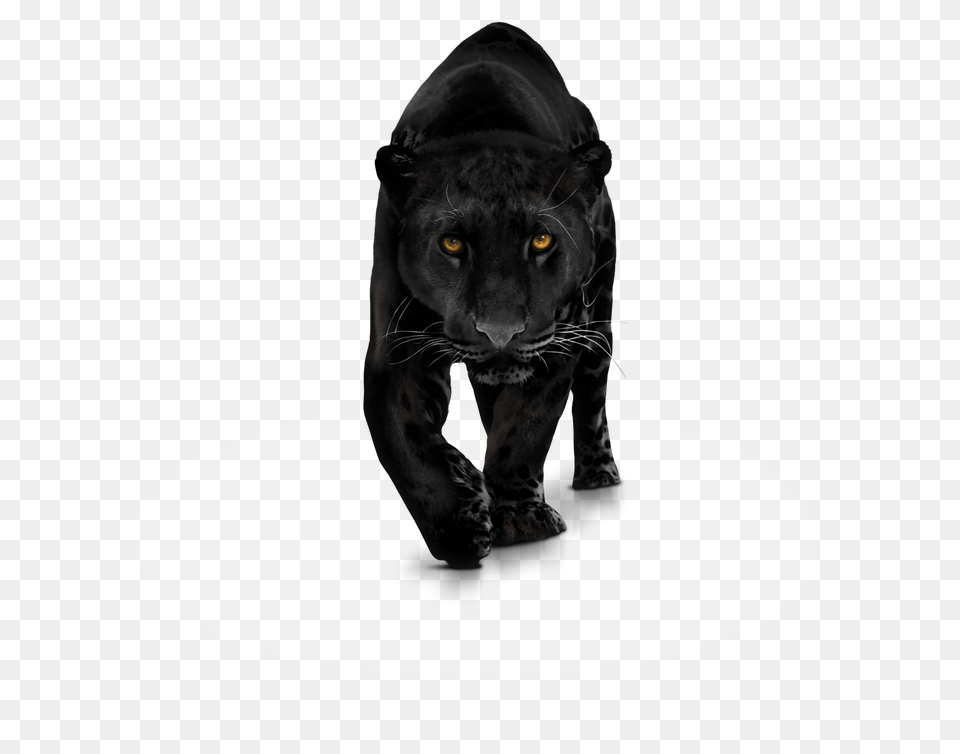 Panther Images Only, Animal, Mammal, Wildlife, Lion Png