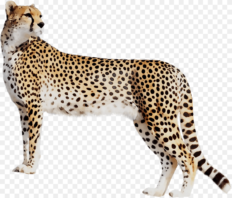 Panther Leopard Cat Tiger Black Cheetah Clipart Cheetah, Animal, Mammal, Wildlife Free Png