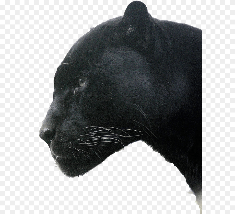 Panther Trans Head Woodlawn High School, Animal, Mammal, Wildlife, Cat Png Image