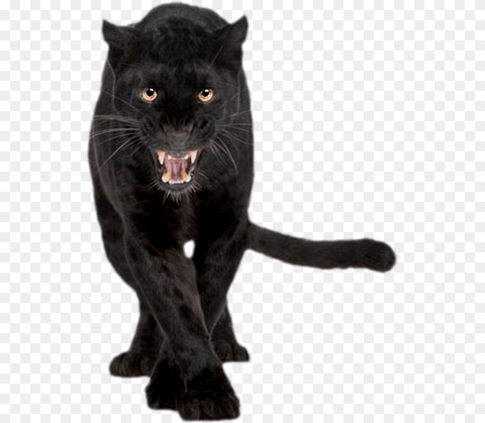 Panther Transparent Black Panther Animal, Mammal, Wildlife, Cat, Pet Free Png Download