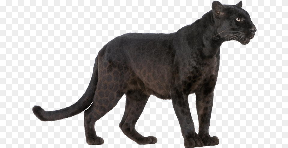 Panther Image Mart Black Panther Animal Print, Mammal, Wildlife, Lion Free Transparent Png