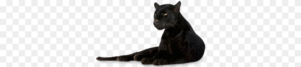 Panther Transparent Images, Animal, Mammal, Wildlife, Cat Free Png Download