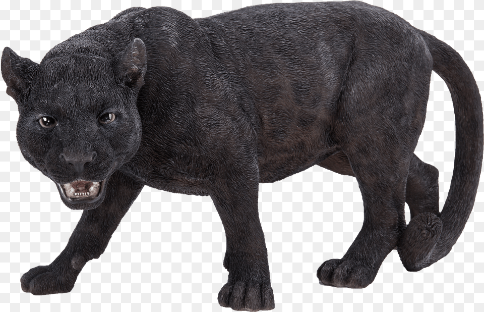 Panthers Real Life Free Png Download