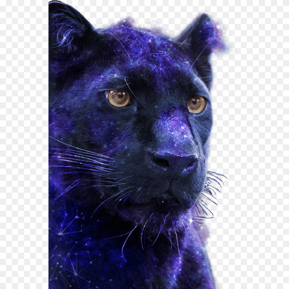 Panthers Sticker By Stella96luna Black Panther, Animal, Mammal, Wildlife, Cat Png