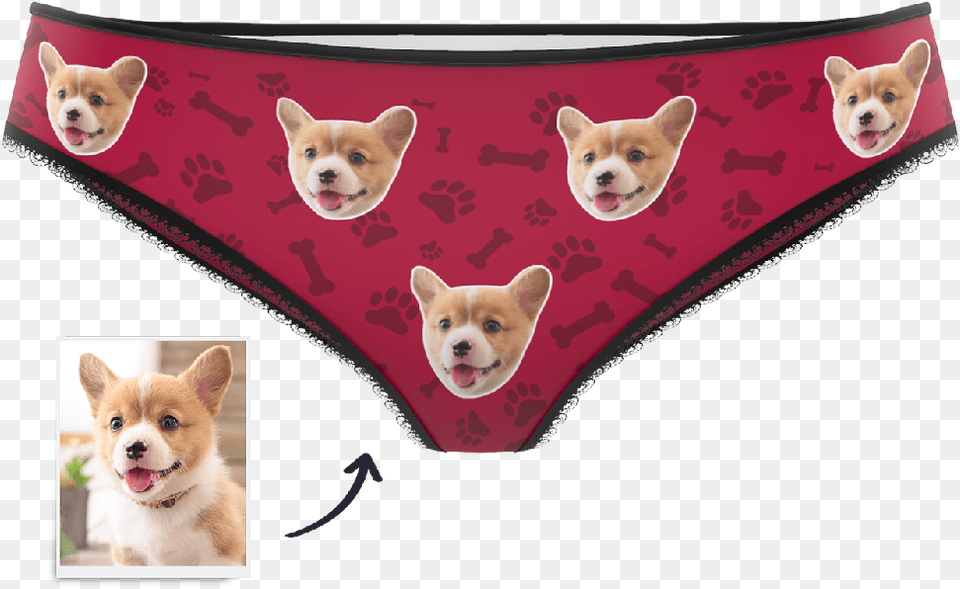 Panties, Underwear, Clothing, Lingerie, Pet Png Image