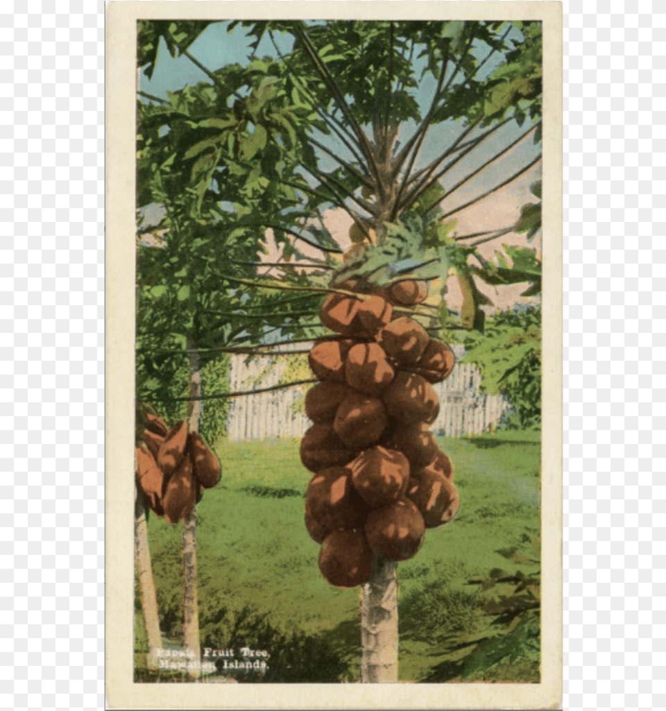 Papaia Fruit Trees Papaya Hawaiian Islands Postcard Sabal Palmetto, Food, Plant, Produce, Vegetation Free Transparent Png