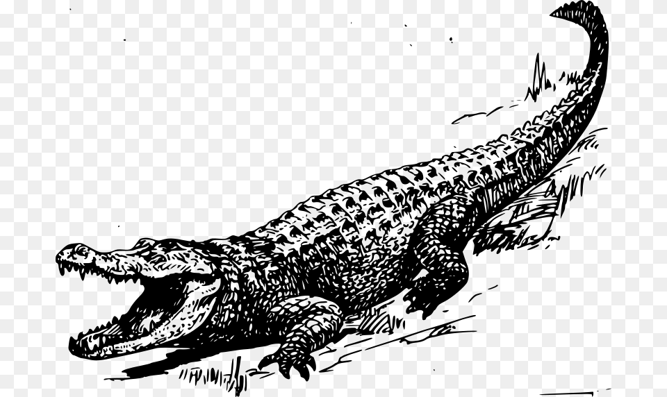 Papapishu Alligator, Gray Free Png Download