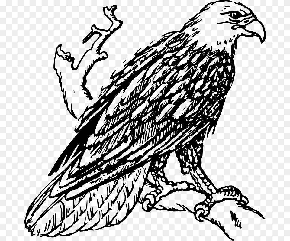 Papapishu Bald Eagle, Gray Png