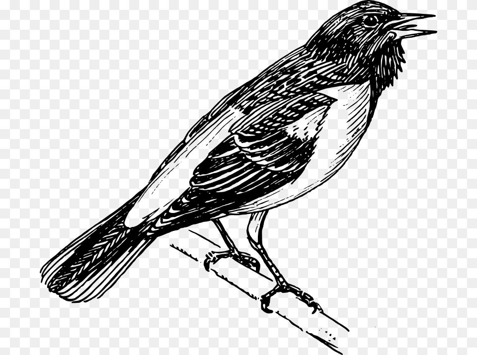 Papapishu Baltimore Oriole, Gray Free Transparent Png