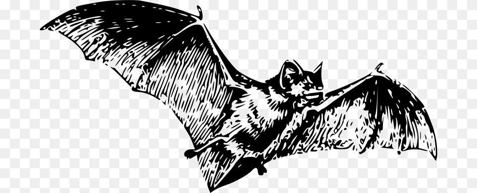 Papapishu Bat, Gray Free Png Download