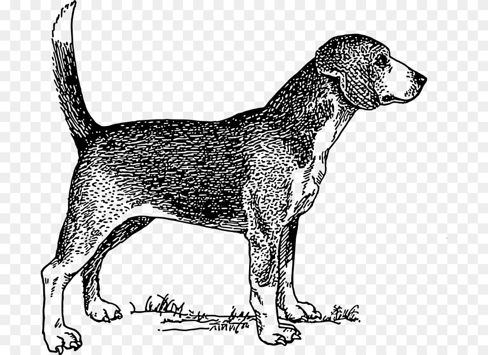Papapishu Beagle Dog, Gray Png