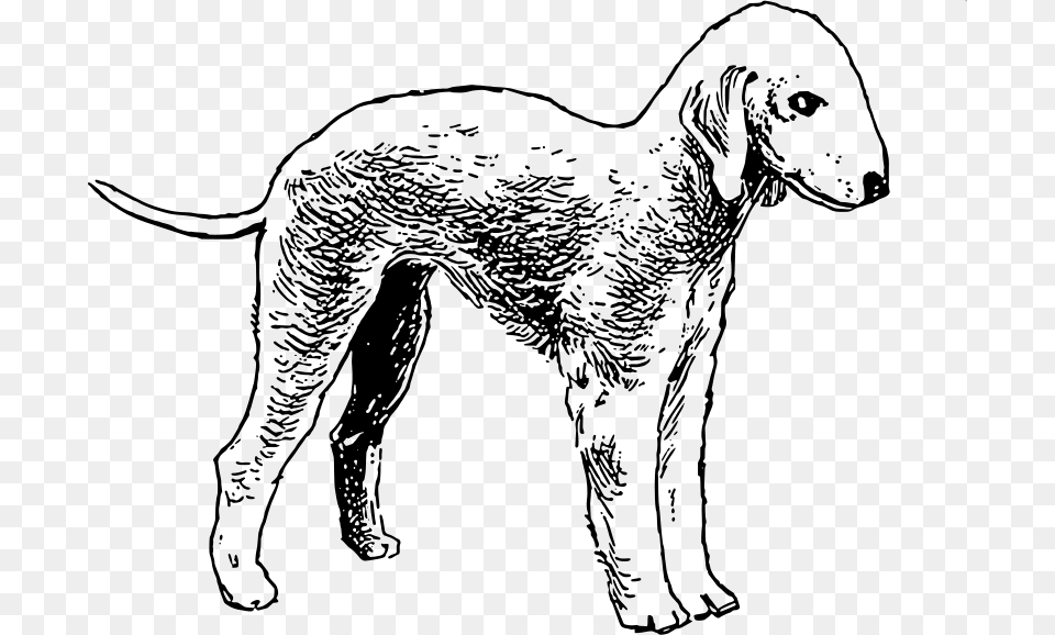 Papapishu Bedlington Terrier, Gray Png