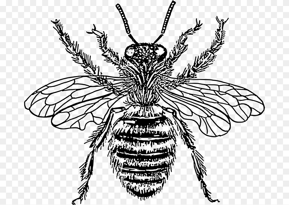 Papapishu Bee Queen, Gray Png