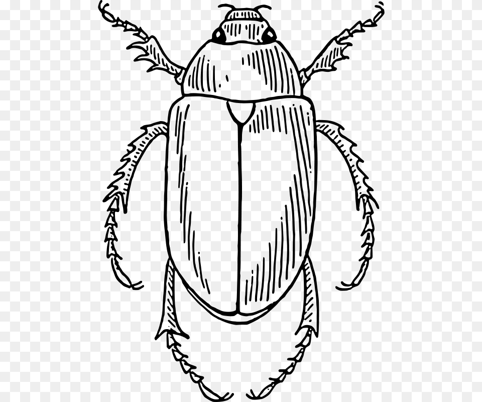 Papapishu Beetle, Gray Png Image